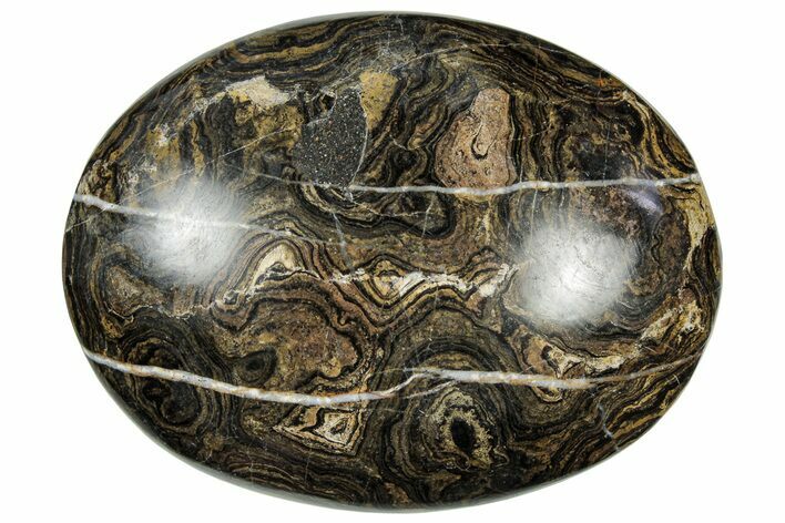 Polished Stromatolite (Greysonia) Pebble - Bolivia #302540